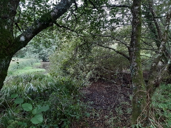 Photo showing beaver site before the beavers arrived