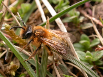 Tawny mining bee 