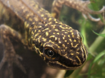 Male smooth newt 