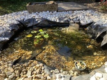 Garden pond built by Wilder Dorset Community Ranger, Seb Haggett