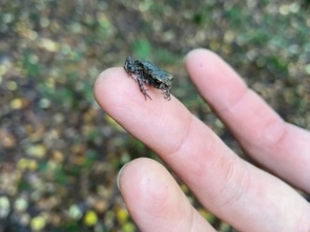 Froglet found whilst putting out nest boxes
