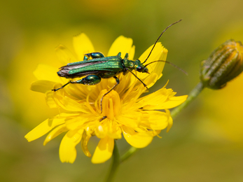 Thick-legged flower beetle 