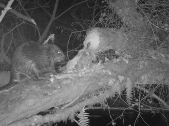 Beaver caught on trail cam at the Dorset Beaver Project site