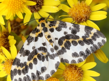 Magpie moth 