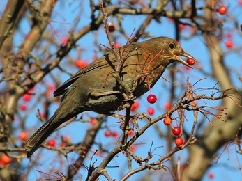 Blackbird feeding 