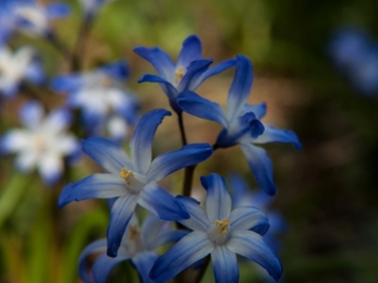 Squill flower 