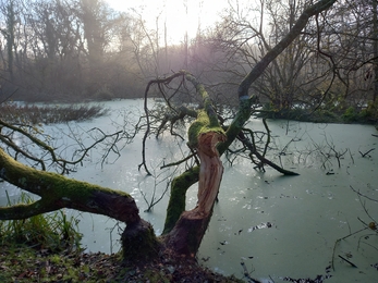 Double hinged tree on main pond with wintery fog