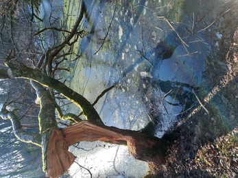 Ice hole feeding station and hinged tree on main beaver pond 