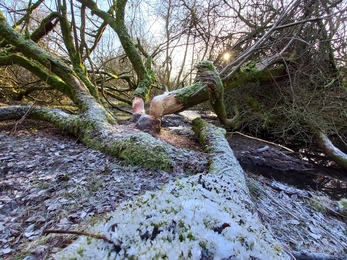 Double hinged tree, and trunk in frost at the Dorset Beaver Project site