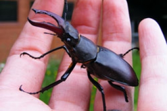 Stag Beetle by Jane Adams