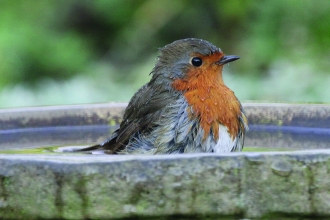 robin in bird bath © Ken Dolbear MBE 