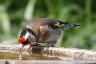 Goldfinch © Steve Davis 