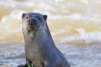Otter by Paul Williams 