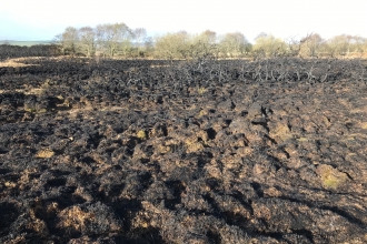 Fire damage on Winfrith Heath nature reserve by Brian Bleese 