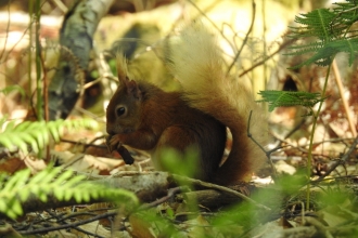 Red squirrel by Luke Johns 