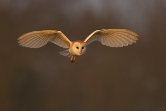 Photo: Barn owl in flight, at sunset. By Andy Rouse/2020VISION
