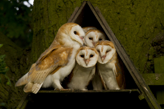 Photo: Barn owls huddled together, Russell Savory
