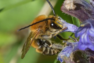 Long-horned bee © B Edwards