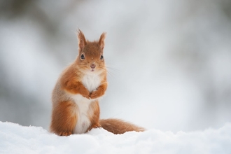 Red squirrel in the snow 