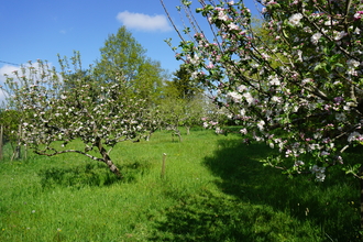 Broadoak apple blossom 
