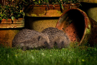 Two hedgehogs in a garden