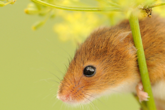 Harvest mouse © Amy Lewis