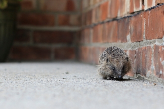 Hedgehog ©Tom Marshall