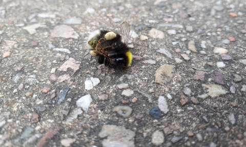 Dead bee on tarmac © Cat Bolado
