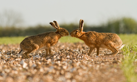 Pair of brown hares 