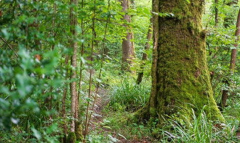 A woodland with green leaves and a tree trunk in the middle-distance
