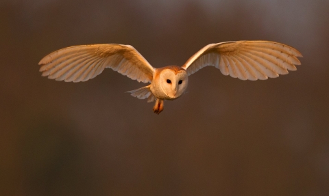 Barn Owl (Tyto alba) hunting UK © Andy Rouse/2020VISION