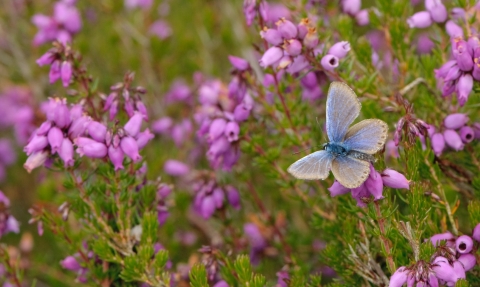 Silver-studded blue butterfly (Plebeius argus) worn male at rest on bell heather (Erica cinerea). © Chris Gomersall/2020VISION