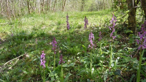 Early purple orchids © Stephen Oliver