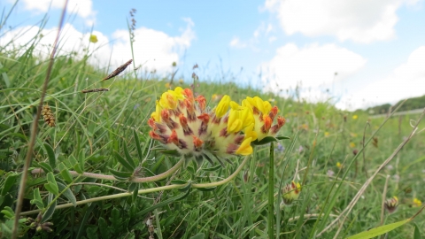 Kidney Vetch at Fontmell © Neil Gibson