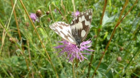 Marbled White at Sovell Down © Andy Fale