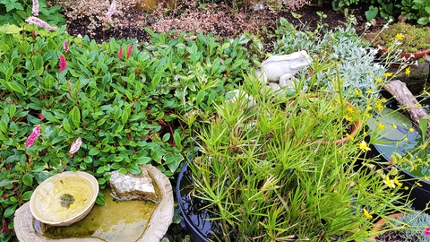 Photo - containers and small ponds in a green garden