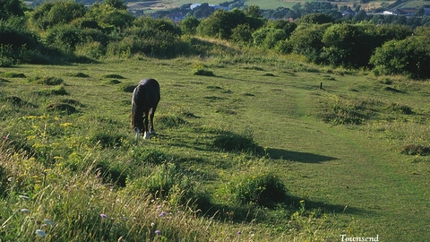 Pony grazing on Townsend nature reserve