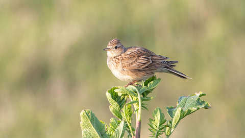 A picture of a Skylark perched on a branch