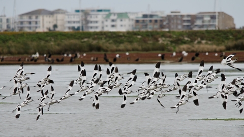 Avocets at Poole Harbour © Bertie Gregory/2020VISION