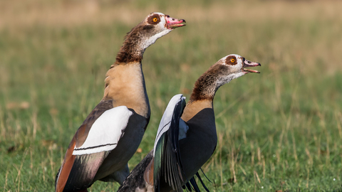 A pair of Egyptian geese standing up and calling