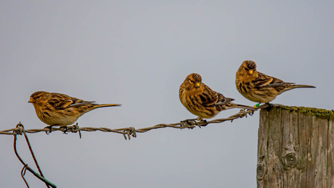 Three twite perch on a wire fence. They're in winter plumage, with bright yellow beaks