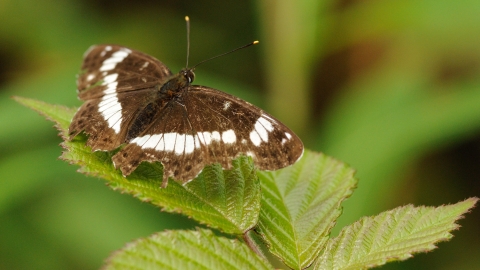 White admiral © Amy Lewis 
