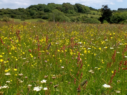 Lorton Meadows Nature Reserve © Pat Jefferies 