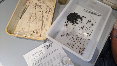 Pellet dissection for Evolving Naturalists 