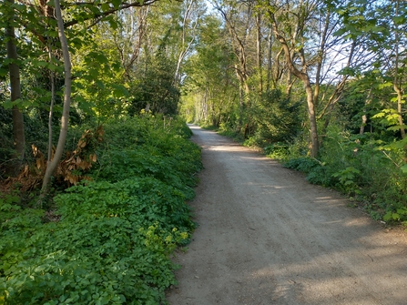 Woodland trailway