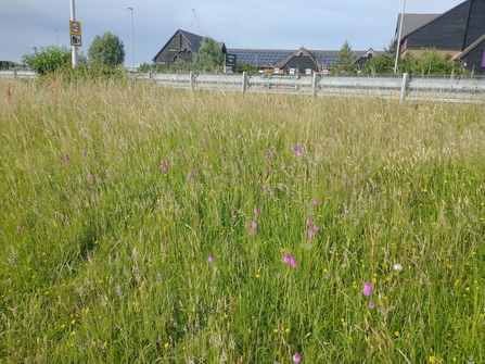 Urban grassland in Dorset 