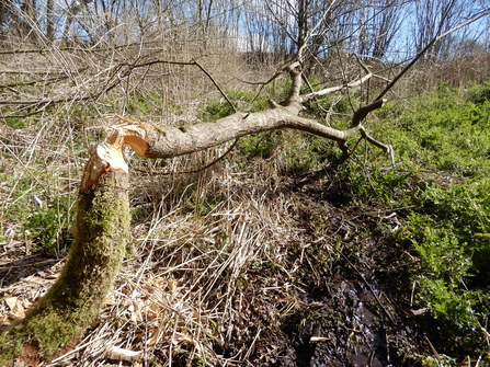 Beaver felled willow tree