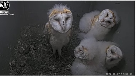 Dorset Wildlife Trust Lorton Meadows barn owl webcam 