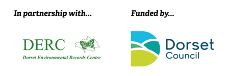 DERC and Dorset Council logos