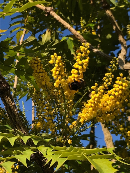 Buff-tailed bumblebee on mahonia